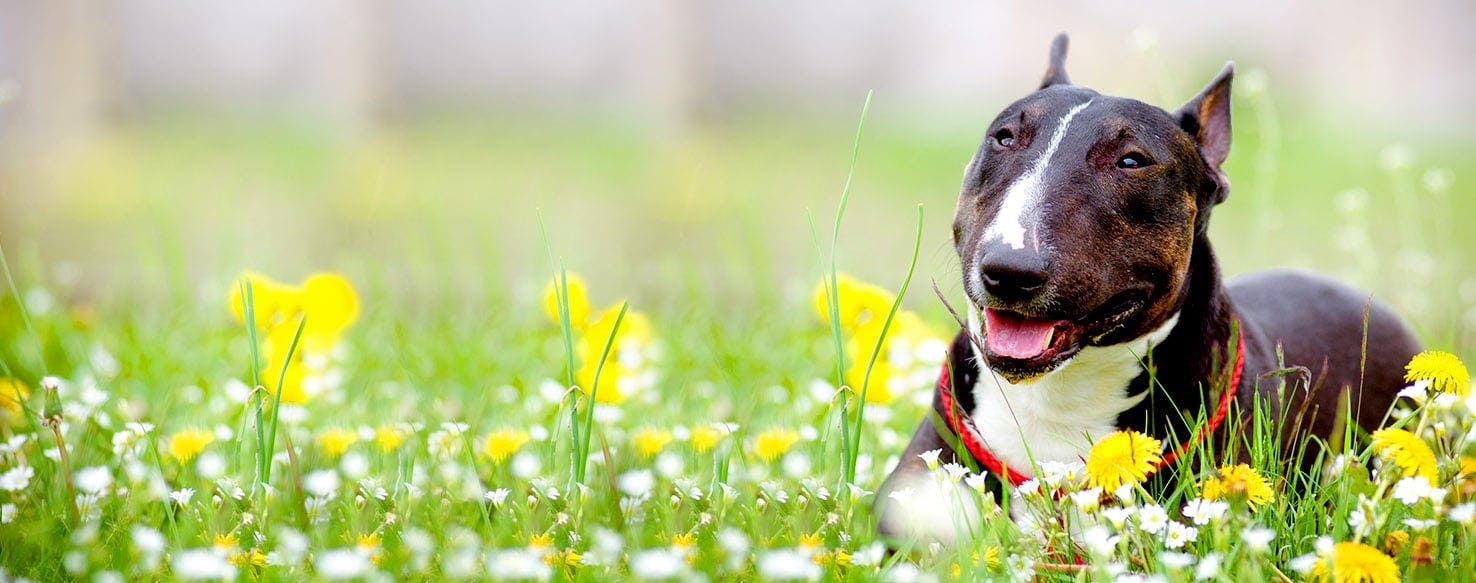 Dog Names Meaning Clever Popular Male And Female Names Wag 
